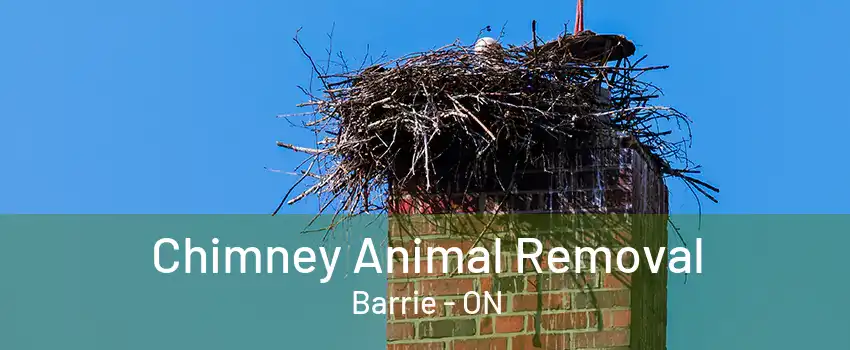 Chimney Animal Removal Barrie - ON