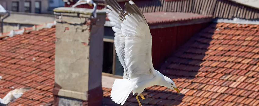 Residential Chimney Animal Removal Solution in Barrie, ON